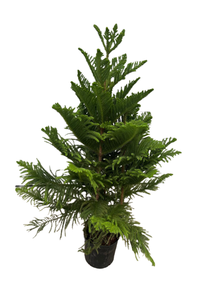 10" Norfolk Island Pine